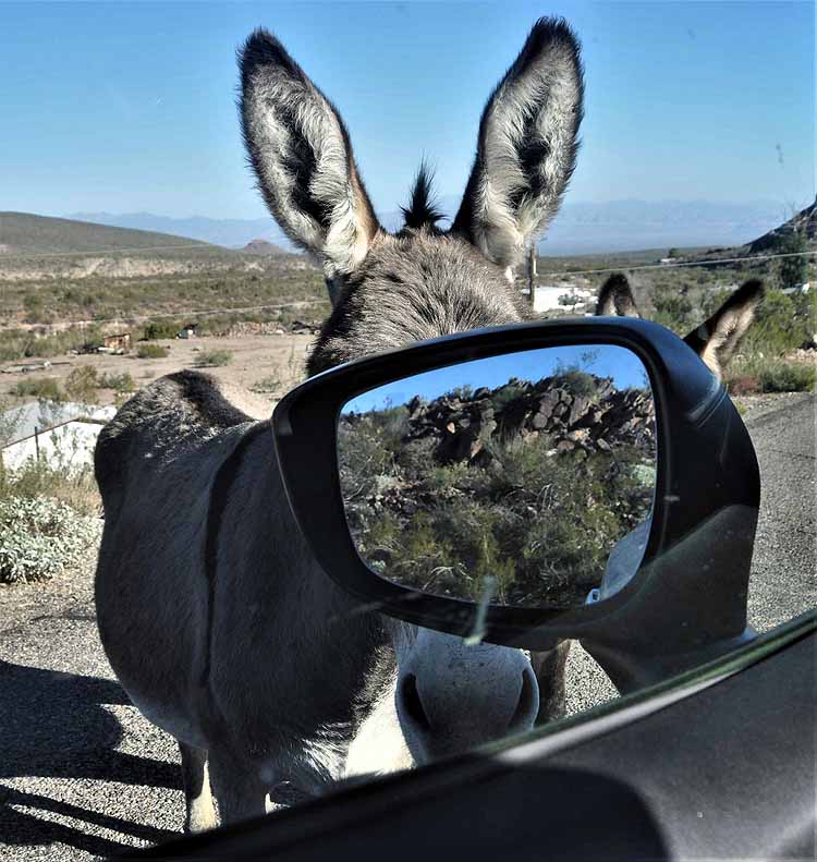donkeys on road